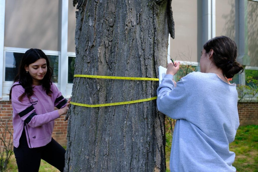 measuring trees